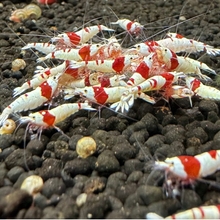 Load image into Gallery viewer, PRL (Crystal Red)