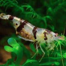 Load image into Gallery viewer, Racoon Tiger (Caridina mariae) NEO PARRAMETERS!!