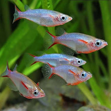 Load image into Gallery viewer, DAISY'S BLUE RICE FISH (Oryzias woworae)