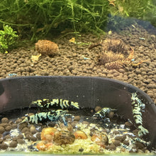 Load image into Gallery viewer, Shadow Galaxy Tiger