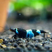 Load image into Gallery viewer, Shadow Panda (Caridina cf Cantonesis)