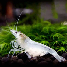 Load image into Gallery viewer, Snowball Neocaridina Shrimp