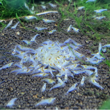 Load image into Gallery viewer, Snowball Neocaridina Shrimp