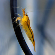 Load image into Gallery viewer, Tangerine Tiger (Caridina serrata) NEO PARRAMETERS!!