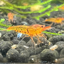 Load image into Gallery viewer, Tangerine Tiger (Caridina serrata) NEO PARRAMETERS!!