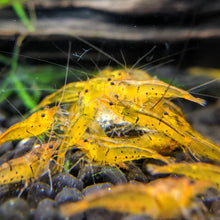 Load image into Gallery viewer, Tangerine Tiger (Caridina serrata) NEO PARRAMETERS!!