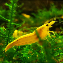 Load image into Gallery viewer, Yellow Neocaridina Shrimp