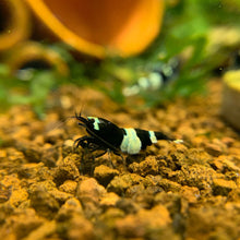 Load image into Gallery viewer, Black Panda (Caridina cf Cantonesis)