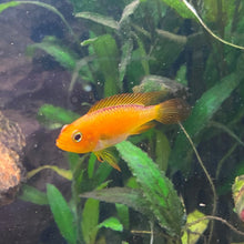 Load image into Gallery viewer, Apistogramma Agassizii Fire Gold