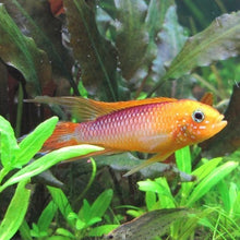 Load image into Gallery viewer, Apistogramma Agassizii Fire Gold