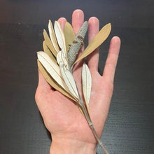 Load image into Gallery viewer, Banksia Leaf Clusters -5 pieces-