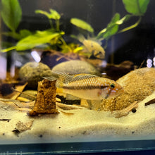 Load image into Gallery viewer, Apistogramma Barlowi