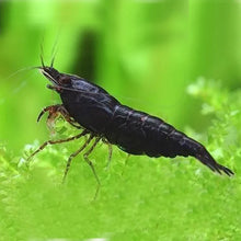 Load image into Gallery viewer, Black Neocaridina Shrimp