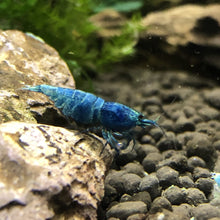 Load image into Gallery viewer, Blue Bolt (Caridina cf Cantonesis)