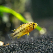 Load image into Gallery viewer, Apistogramma Borellii Yellow Blue
