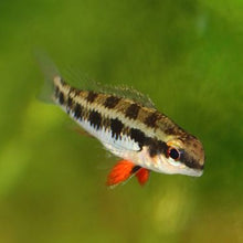 Load image into Gallery viewer, Dicrossus Filamentosus