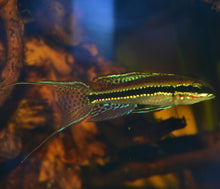 Load image into Gallery viewer, Dicrossus Filamentosus