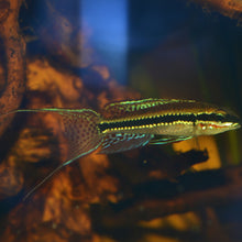 Load image into Gallery viewer, A Dicrossus Filamentosus, commonly known as Checkerboard Cichlid, swimming in an aquarium with a plant in the background.