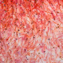 Load image into Gallery viewer, FREEZE DRIED BRINE SHRIMP 14G