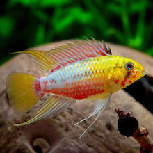 Load image into Gallery viewer, Apistogramma Hongsloi II