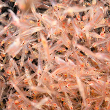 Load image into Gallery viewer, FREEZE DRIED MYSIS 26G