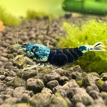 Load image into Gallery viewer, Colorful shrimp in an aquarium with gravel and plants