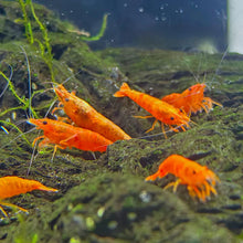 Load image into Gallery viewer, Orange Neocaridina Shrimp