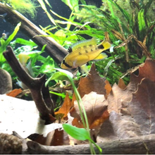 Load image into Gallery viewer, Apistogramma Ortegai