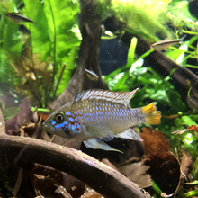Load image into Gallery viewer, Apistogramma Ortegai
