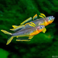 Load image into Gallery viewer, Pseudomugil Furcatus