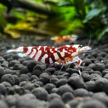 Load image into Gallery viewer, Red Galaxy Tiger