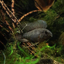 Load image into Gallery viewer, Apistogramma Velifera (Bred by Husks Apisto)