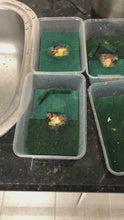 Load and play video in Gallery viewer, Submerge culture with aquarium water (DON'T USE TAPWATER) make sure all pads are submerged exept forn the top one. Shake the culture gently to clean the sponges. Drain dirty water. Repeat process un till water is clear.