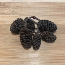 Load image into Gallery viewer, Alder Cones - A shrimp keepers favourite!