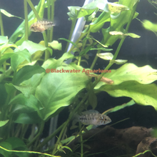 Load image into Gallery viewer, Apistogramma Borellii Opal