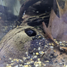 Load image into Gallery viewer, Coconut Caves -Great for cave spawning Dwarf Cichlids-
