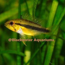 Load image into Gallery viewer, Apistogramma Erythrura (Rio Mamore)