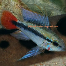 Load image into Gallery viewer, Apistogramma Erythrura (Rio Mamore)