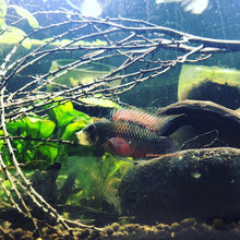 Load image into Gallery viewer, Apistogramma Hongsloi