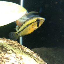 Load image into Gallery viewer, Apistogramma Hongsloi
