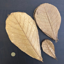 Load image into Gallery viewer, Indian Almond Leaves x10 BABY  (Catappa Terminalia)