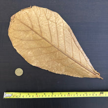 Load image into Gallery viewer, Indian Almond Leaves x10 XXL  (Catappa Terminalia)