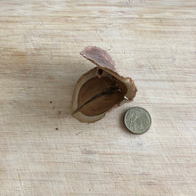 Load image into Gallery viewer, Jacaranda Pod -Makes 10 half pieces  -