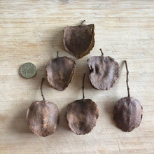 Load image into Gallery viewer, Jacaranda Pod -Makes 10 half pieces  -