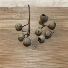 Load image into Gallery viewer, Jarrah (Eucalyptus marginata) seed pods - 50 gram -