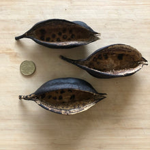 Load image into Gallery viewer, Kurrajong Pods XXL - 3 pieces
