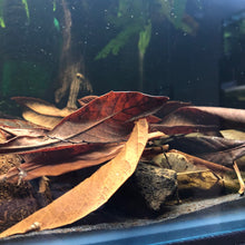 Load image into Gallery viewer, Loquat leaves   -Long lasting slow release of tannins-