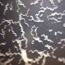 Load image into Gallery viewer, Starter Culture- Microworms (Ideal For Young Fry)