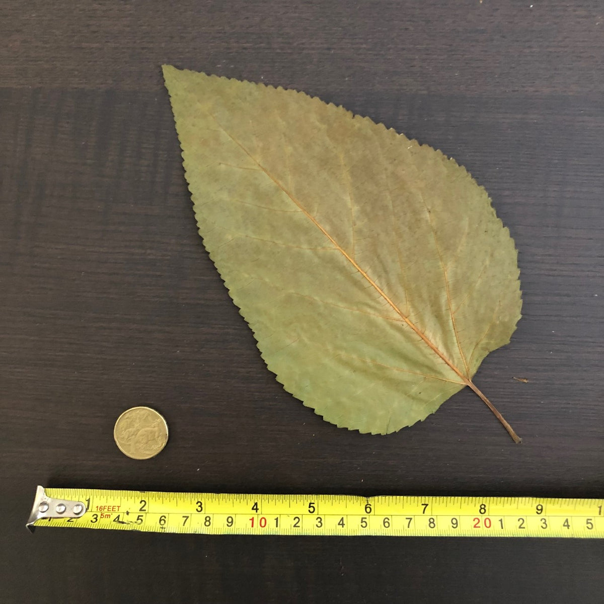 Black Mulberry Leaves 10 leaves Blackwater Aquariums