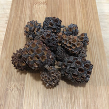Load image into Gallery viewer, Casuarina Pods -50 gram-